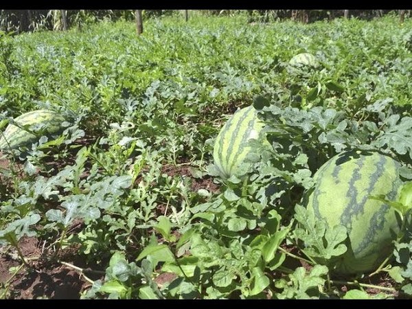 PLANTARON MÁS DE 100 HECTÁREAS DE SANDIA EN PASO GÜEMBÉ