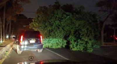 Caída de árbol por temporal produjo muerte de motociclista en Asunción - ADN Paraguayo