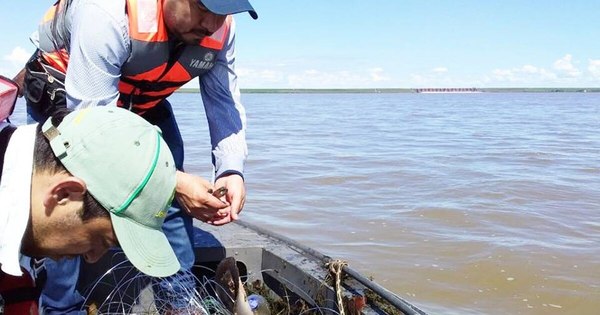 La Nación / Veda pesquera arranca este lunes y Mades anuncia severas multas