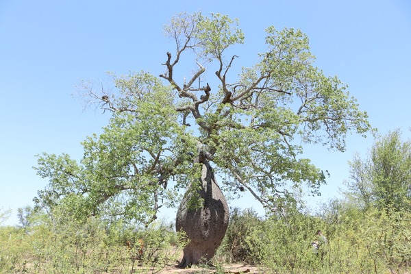 A Todo Pulmón midió a los 6 árboles más grandes del Chaco » Ñanduti