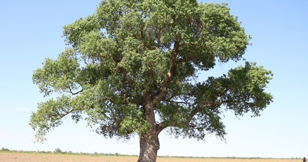 La Nación / A Todo Pulmón midió los seis árboles más grandes del Chaco