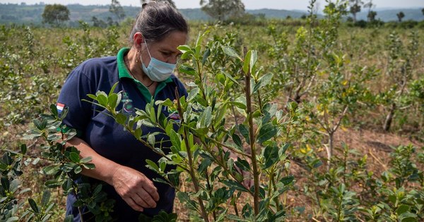 La Nación / No existe alternativa realista a la recuperación verde