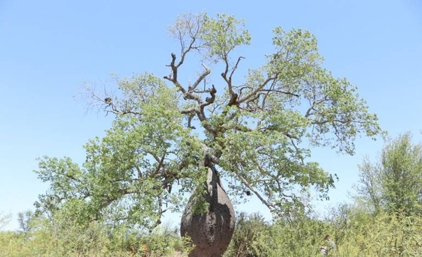 HOY / Exitosa primera expedición de Colosos de la Tierra