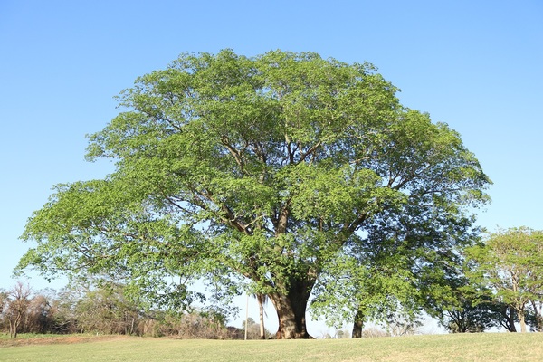 Continúa la expedición de “Colosos de la Tierra” en la Región Oriental » Ñanduti