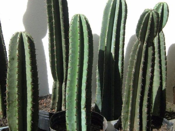 Unas 18 especies de cactus están amenazadas y su extracción es ilegal