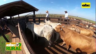 Abc Rural: Stress oxidativo y su impacto en al preñez a la IATF - ABC Rural - ABC Color