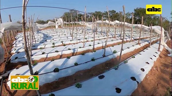 Abc Rural: Cultivo de locote maravilloso - ABC Rural - ABC Color