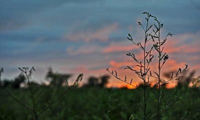 Diputados debaten sobre los efectos de la reforestación