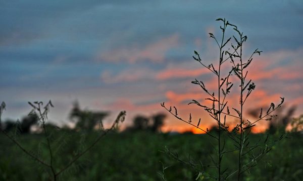 Diputados debaten sobre los efectos de la reforestación