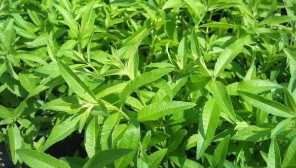 Plantas medicinales y aromáticas: Un rubro poco explotado pero con mucho potencial (alta demanda en el mercado externo)