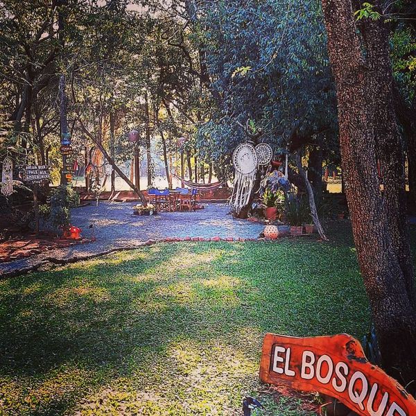 Un bosque en la ciudad