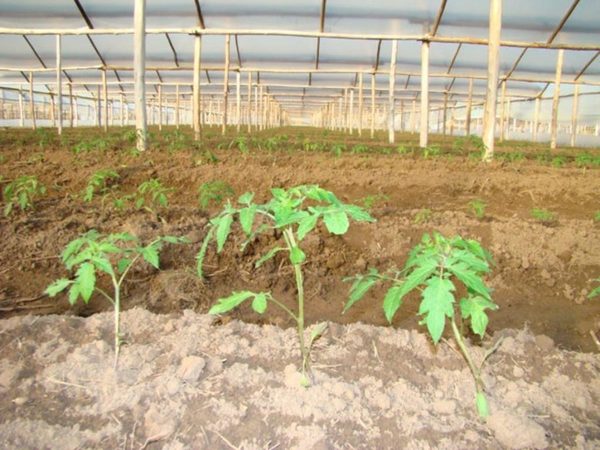 Apuntan a mejorar la competitividad de productores, dice ministro del MAG · Radio Monumental 1080 AM