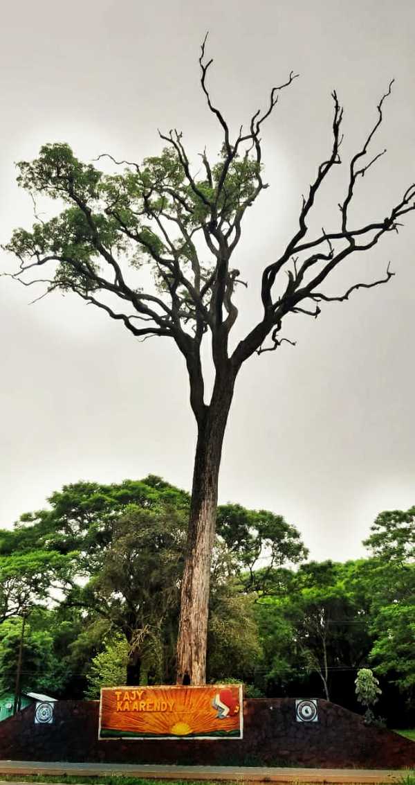 El imponente “Tajy Ka’arendy” es considerado el árbol de la gente