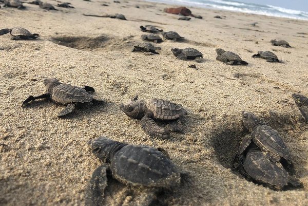 Ante escasez de turistas por pandemia, nacen miles de tortugas en peligro de extinción | OnLivePy