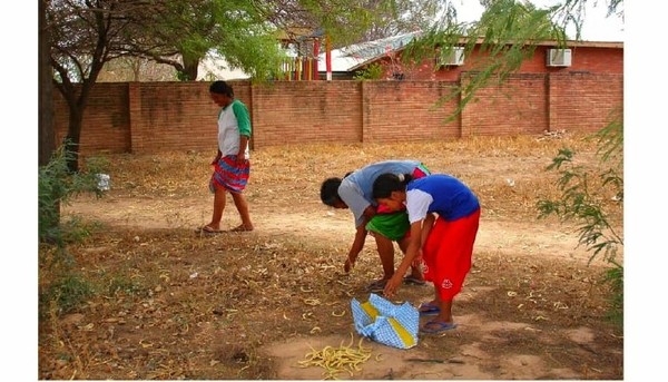 El algarrobo como alimento e ingreso económico en el Chaco paraguayo