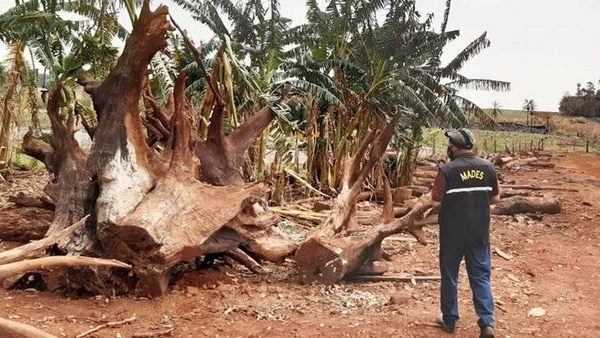 HOY / En Argentina destacan trabajo contra la deforestación y desmonte en Paraguay