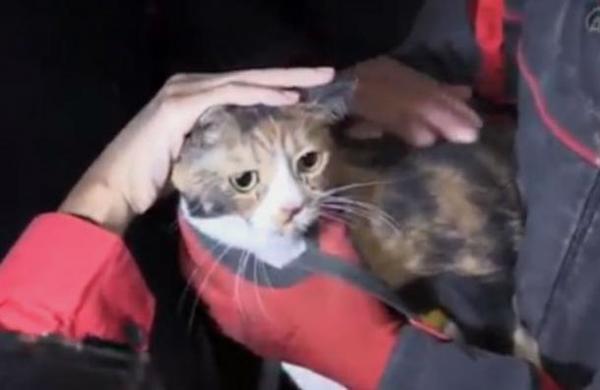 Terremoto en Turquía: perro de rescate ayudó a salvar a gatito que estuvo 30 horas bajo los escombros - C9N
