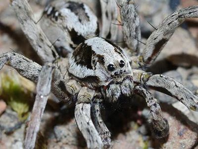 Hallan en Reino Unido una de las arañas más grandes que no usa telaraña