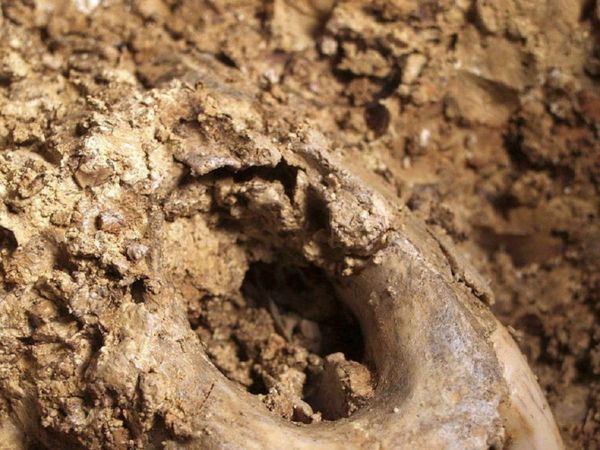Los mamíferos de la época de los dinosaurios tenían comportamiento social