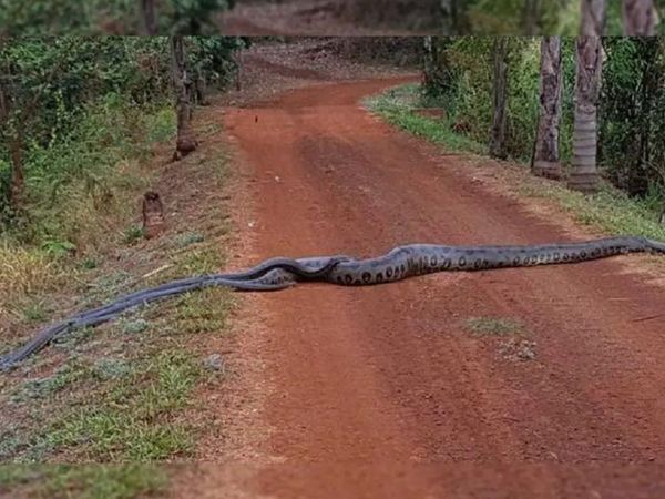 Se viraliza video de una anaconda que es seguida por un grupo de serpientes