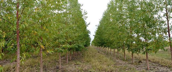 Anuncian posible inversión en una industria celulosa - Nacionales - ABC Color