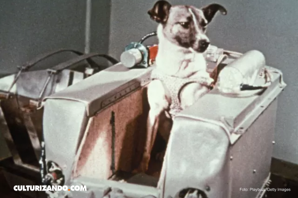 La odisea de Laika, la primera perrita que viajó al espacio - Megacadena — Últimas Noticias de Paraguay