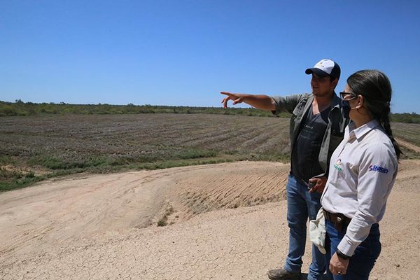 Cultivo de la soja tiene buenas perspectivas para la próxima zafra en el Chaco