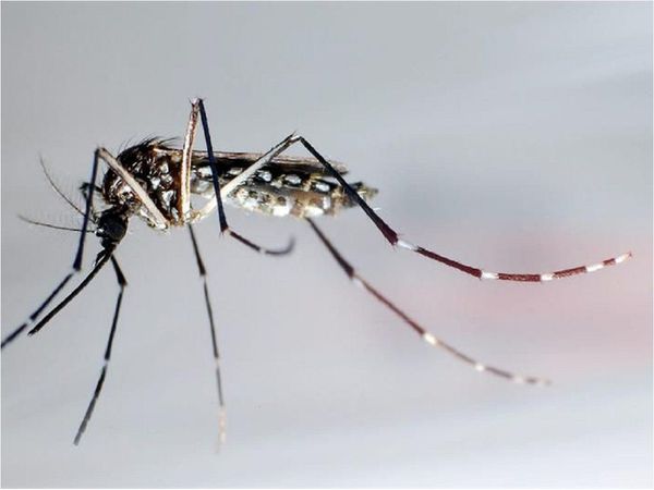 Identifican el mecanismo por el que el virus del zika causa la microcefalia