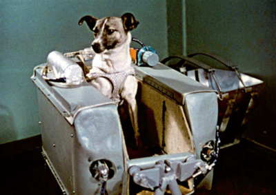 La increíble odisea de Laika, la perrita "pionera" enviada a morir al espacio » Ñanduti