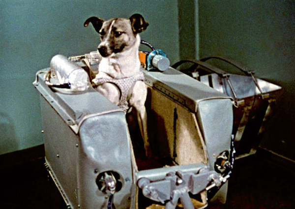 La increíble odisea de Laika, la perrita "pionera" enviada a morir al espacio » Ñanduti