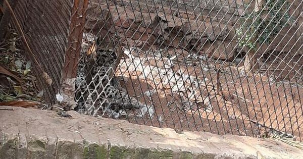 La Nación / Denuncian cautiverio de un animal salvaje en pleno barrio Carmelitas