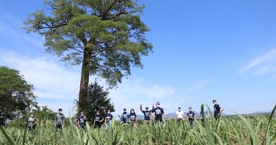 La Nación / Continúa con éxito la medición de los árboles finalistas de Colosos de la Tierra
