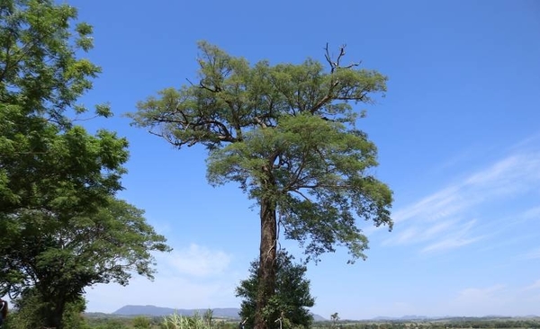 HOY / Continúa con éxito la medición de los “Colosos de la Tierra”