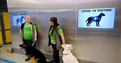 La Nación / Perros rastreadores de COVID-19 superan ensayos