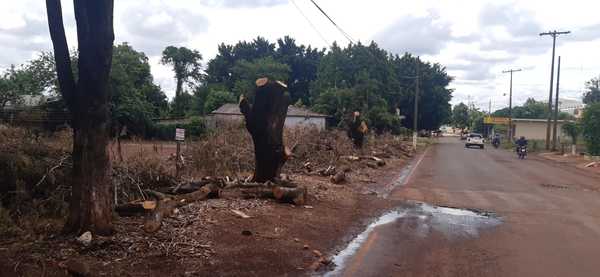 Lanzan “Poda Cero CDE” y advierten que quienes mutilan árboles serán multados