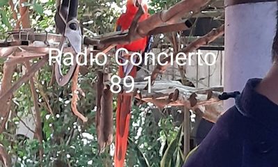 Rescatan guacamayo durante allanamiento