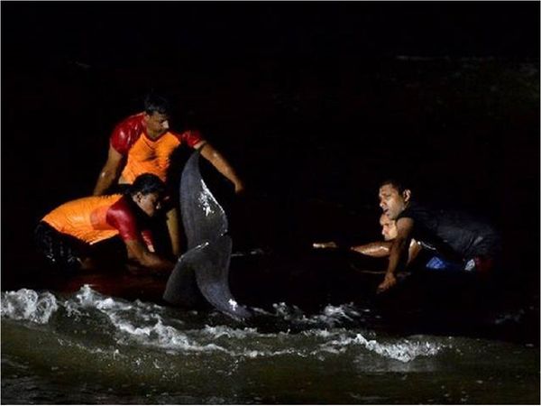 Salvados cerca de 120 delfines varados en Sri Lanka