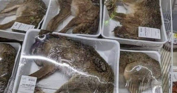 Supermercado francés es criticado por vender animales enteros envueltos en bandeja