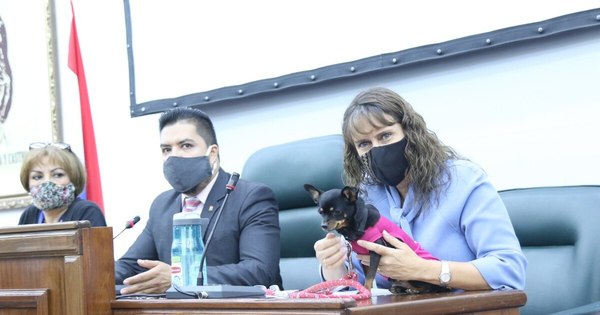 La Nación / Protección animal: proponen aumentar penas de 2 a 8 años