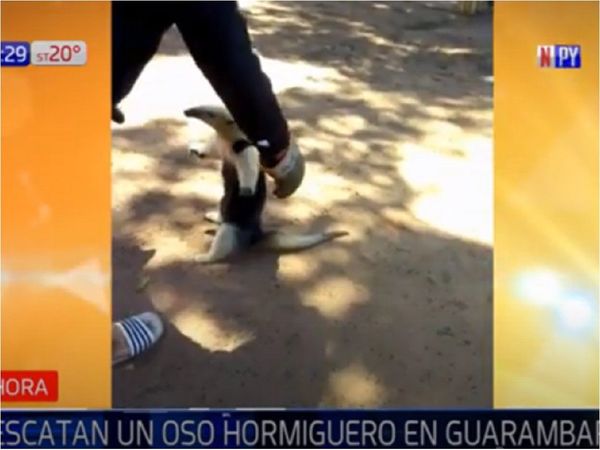 Poblador rescata a un oso melero en Guarambaré