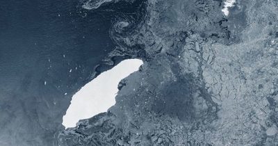 Fauna y flora de la Antártida en peligro por un inmenso iceberg | OnLivePy