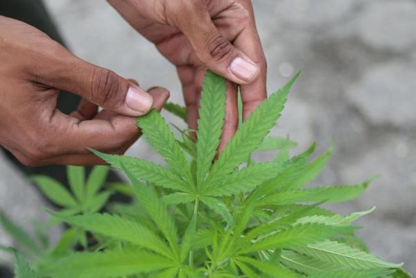 Colombia frena una propuesta legislativa para legalizar el uso recreativo de la marihuana » Ñanduti