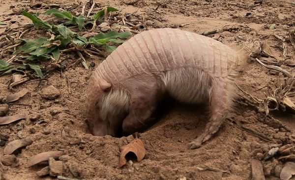 Comparten los misterios de la fauna paraguaya