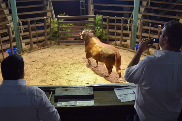Remate Élite: una selección Braford, Brahman y Brangus de “mucha calidad genética”