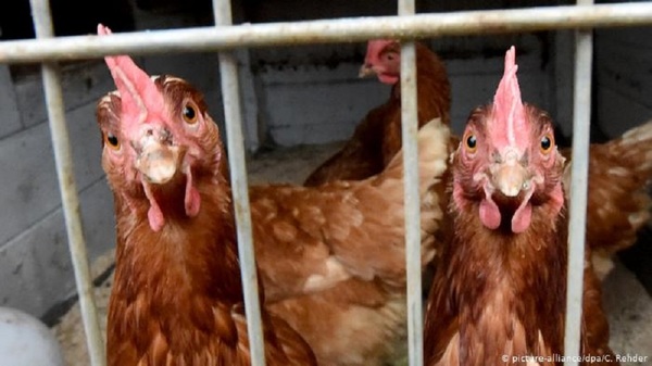 En Japón y Europa sacrificarán pollos por un nuevo brote de gripe aviar