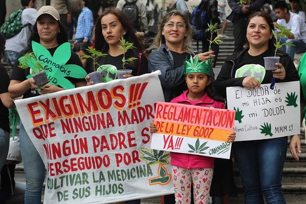 Senadores se ratifican en legalizar el «autocultivo» de cannabis para uso medicinal | OnLivePy