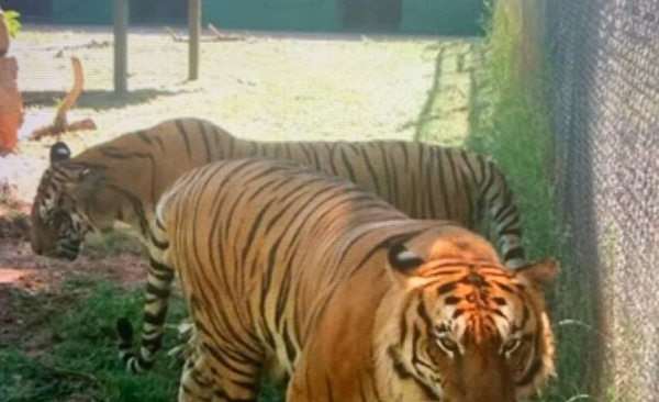 HOY / Jade, Maris y Thor: los tigres de bengala del zoo cumplen cuatro años