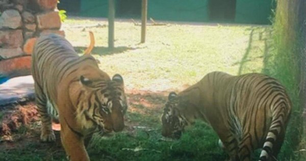 La Nación / Los tigres de bengala del zoo cumplieron cuatro años