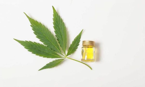Senado ratifica uso y producción de marihuana medicinal – Diario TNPRESS
