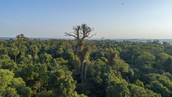 HOY / Alertan que grandes árboles podrían desaparecer al perder vigencia la Ley de Deforestación Cero